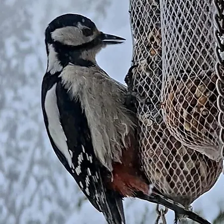 Horská chata Davita Ranch *